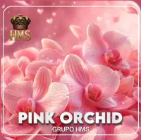 PINK ORCHID