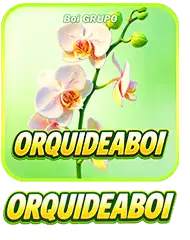 ORQUIDEA BOI